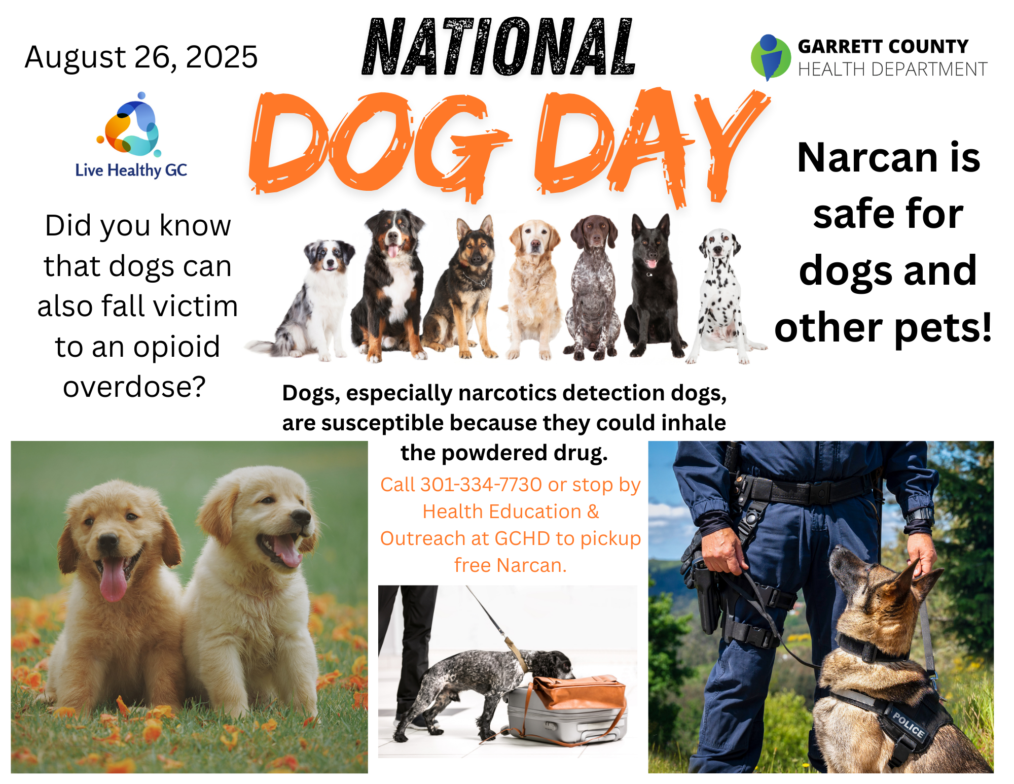 Pictures of dogs with information about Narcan is safe for dogs and pets. Dogs can fall victim to opioids. 